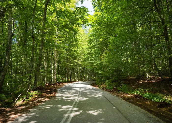 Aristi Tessera Vilă *